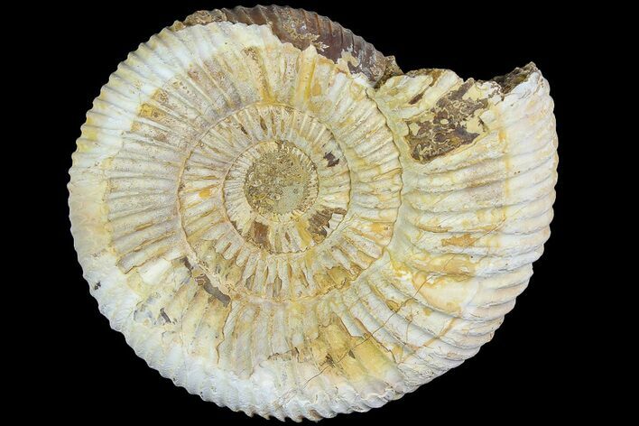2.9" Jurassic Ammonite (Perisphinctes) Fossil - Madagascar